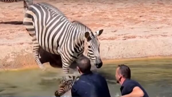Zebra recém-nascida do Bioparc Valencia é salva por funcionários do zoológico após quase morrer afogada - Sputnik Brasil