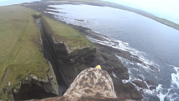 Águia filma voo sobre o arquipélago de Órcades, na Escócia - Sputnik Brasil