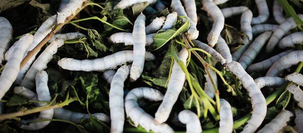 Vermes - Sputnik Brasil