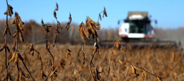 Campo de soja na região de Khabarovsk - Sputnik Brasil