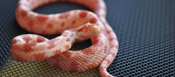 Cobra-do-milho (imagem referencial) - Sputnik Brasil