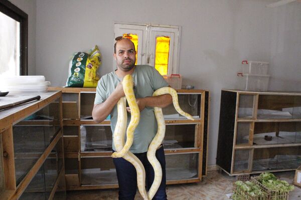 Mahmoud Talabah segurando píton albina - Sputnik Brasil