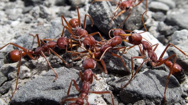 Formigas-de-fogo (imagem referencial) - Sputnik Brasil