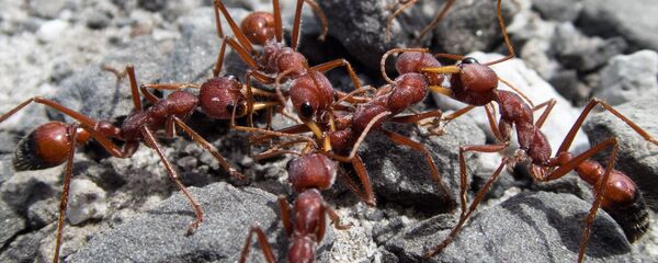 Formigas-de-fogo (imagem referencial) - Sputnik Brasil