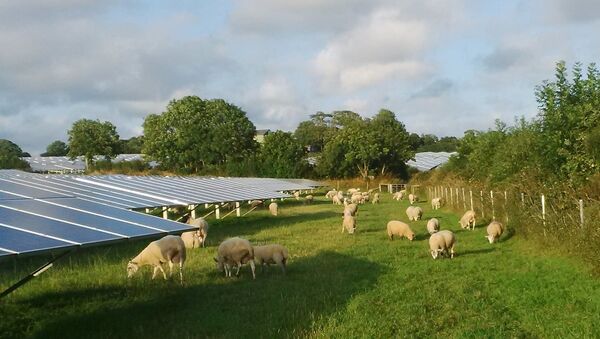 Fazenda solar com ovelhas pastando em Pembrokeshire, condado no sudoeste do País de Gales, Reino Unido - Sputnik Brasil