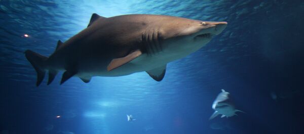 Tubarão-branco (imagem ilustrativa) - Sputnik Brasil