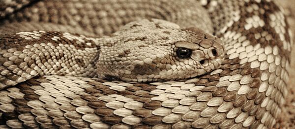 Cascavel (imagem referencial) - Sputnik Brasil