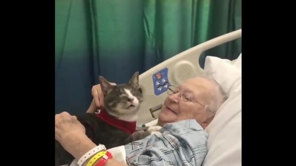 Paciente de hospital recebe carinho de seu companheiro felino durante internação - Sputnik Brasil