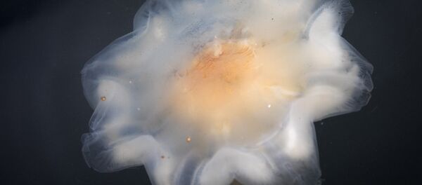 Água-viva-juba-de-leão (Cyanea capillata) nas águas da ilha de Lindoya em Oslo, 4 de agosto de 2017 (imagem referencial) - Sputnik Brasil