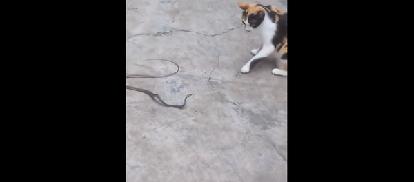 Gatinho corajoso dá patadas na cobra - Sputnik Brasil