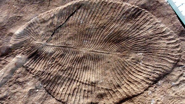Fóssil de Dickinsonia descoberto na Austrália  - Sputnik Brasil