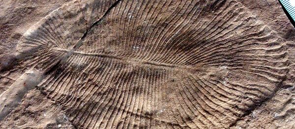 Fóssil de Dickinsonia descoberto na Austrália - Sputnik Brasil