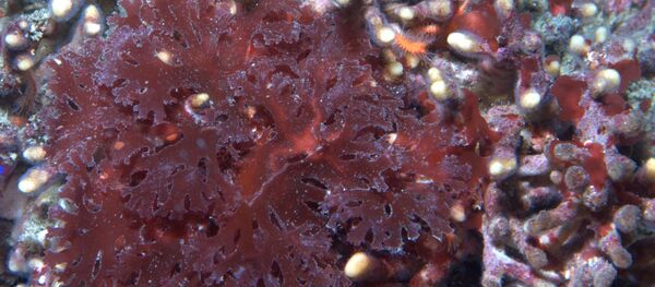 Algas (imagem referencial) - Sputnik Brasil