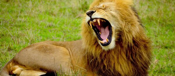 Leão (imagem ilustrativa) Leão (imagem ilustrativa) - Sputnik Brasil