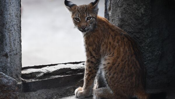 Filhote de lince-eurasiático no Jardim Zoológico de Moscou - Sputnik Brasil