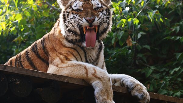 Tigre (imagem referencial) - Sputnik Brasil