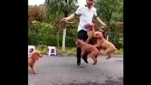 Cachorros pulando corda - Sputnik Brasil