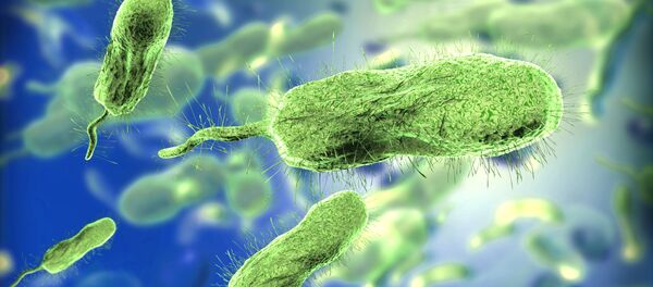 Bactérias em microscópio (imagem referencial) - Sputnik Brasil