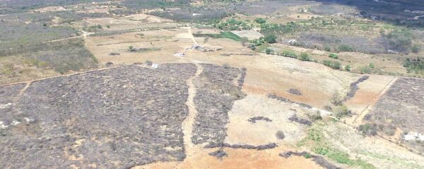 Ações de combate ao desmatamento em Pernambuco - Sputnik Brasil