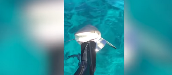 Tubarão se agarra no barco de pescador e não quer soltar - Sputnik Brasil