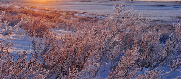 Umas plantas em Chukotka russa Umas plantas em Chukotka russa - Sputnik Brasil