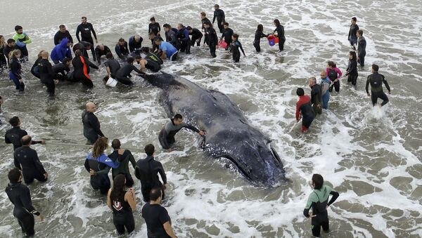 Baleia-jubarte encontrada na costa da Argentina - Sputnik Brasil