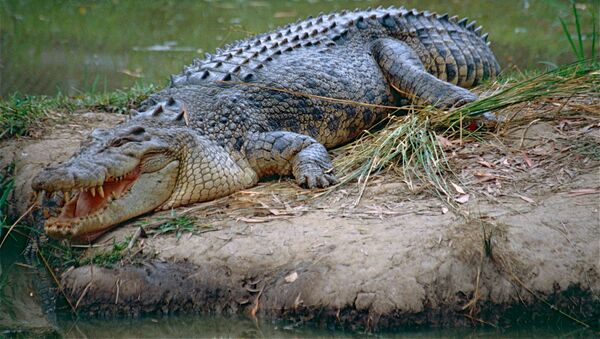 Crocodilo-de-água-salgada na ilha de Ramree, Myanmar - Sputnik Brasil