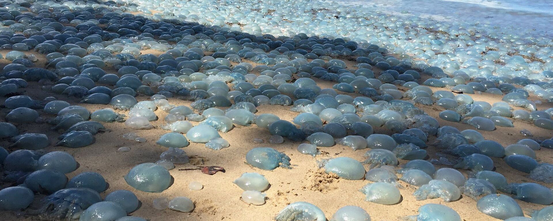 Praias no estado de Queensland, Austrália. As praias aqui estão cheias de cobras e águas-vivas, que fazem o litoral parecer um tapete de bolhas. - Sputnik Brasil, 1920, 31.10.2021