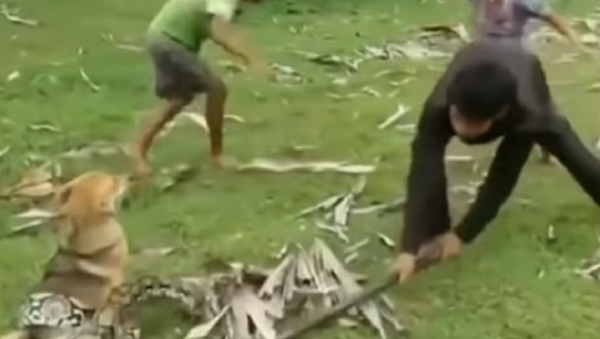 Crianças perdem medo de cobra e decidem enfrentá-la para salvar cão - Sputnik Brasil