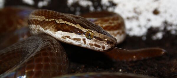 Cobra-de-casa-africana (imagem referencial) - Sputnik Brasil