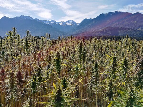 Turismo da maconha? Uruguai planeja produzir cannabis mais potente para atrair novos consumidores - Sputnik Brasil