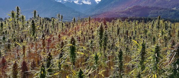 Plantação de maconha - Sputnik Brasil