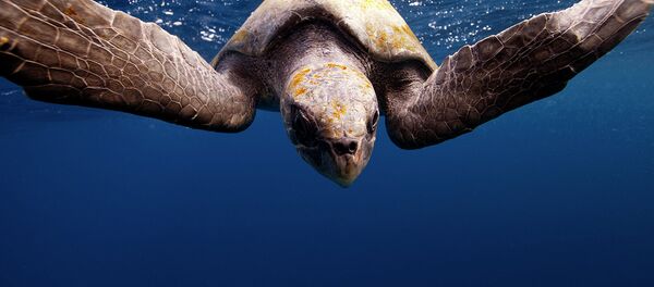 Tartaruga (imagem referencial) - Sputnik Brasil