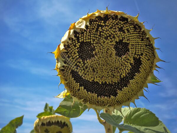 Girassol sorrindo embaixo do Sol - Sputnik Brasil