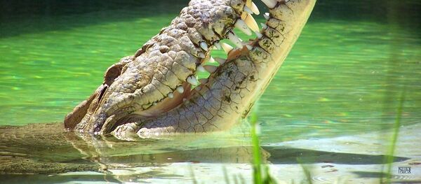 Nada como nadar em um dia quente, e esse jacaré sabe muito bem como expressar sua alegria - Sputnik Brasil