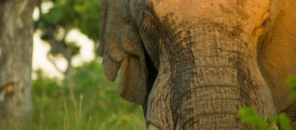 Elefante (imagem referencial) - Sputnik Brasil