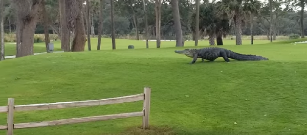 Jacaré atrapalha jogo de golfistas e deixa claro quem manda no lugar - Sputnik Brasil