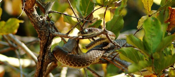 Boomslang (Dispholidus typus) - Sputnik Brasil