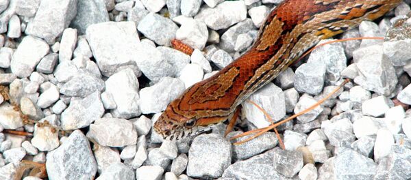 Cobra do milho (imagem referencial) Cobra do milho (imagem referencial) - Sputnik Brasil