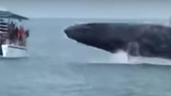 Baleia gigante quase faz virar barco turístico na Costa Rica - Sputnik Brasil