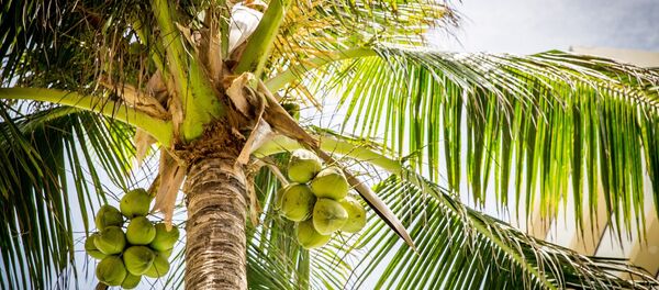 Coqueiro - Sputnik Brasil