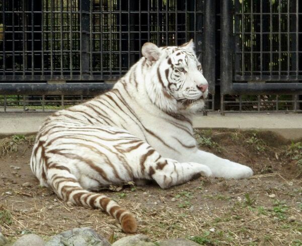 Tigre branco que matou funcionário de jardim zoológico japonês Tigre branco que matou funcionário de jardim zoológico japonês - Sputnik Brasil