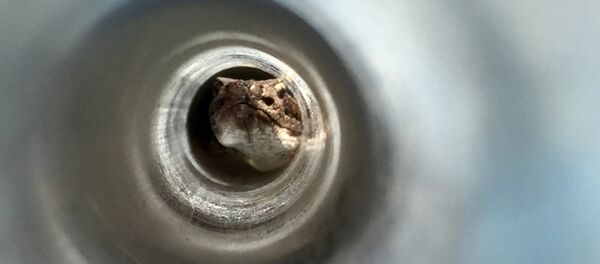 Cobra (imagem referencial) - Sputnik Brasil