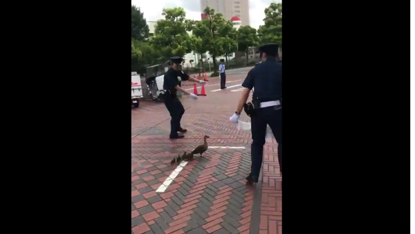 Policiais japoneses ajudam patos a sair da estrada - Sputnik Brasil