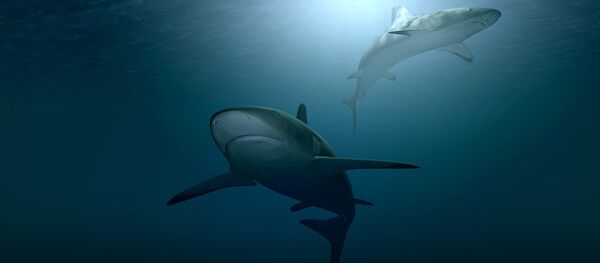 Dois tubarões - Sputnik Brasil