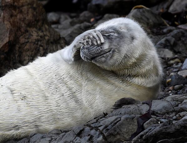 Foca-comum descansa em rochas de Pembrokeshire, no País de Gales - Sputnik Brasil