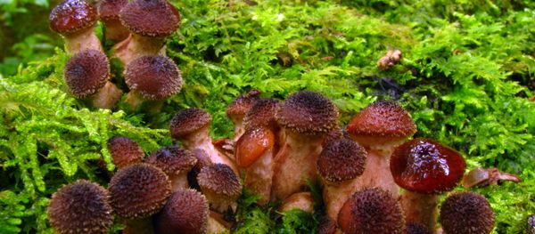 Armillaria gallica Armillaria gallica - Sputnik Brasil