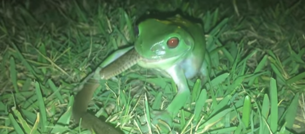 Rã engole cobra inteira e depois a regurgita - Sputnik Brasil