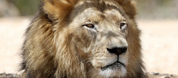 Leão (imagem ilustrativa) Leão (imagem ilustrativa) - Sputnik Brasil