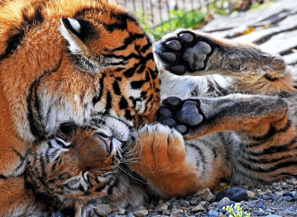 Fêmea jovem de tigre, Aleksa, e seu filhote Taigan em um jardim zoológico na cidade russa de Vladivostok - Sputnik Brasil